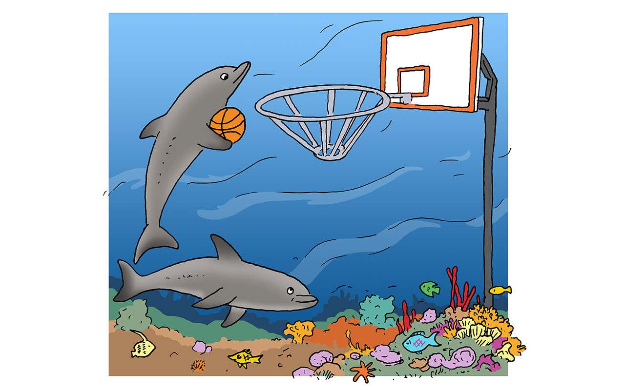 dolphin cartoon