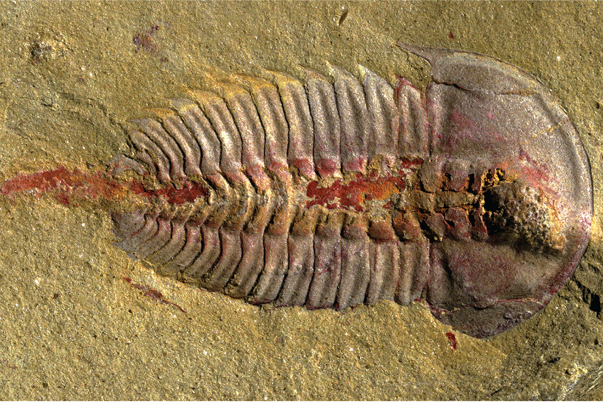 New Scientist. Science news and long reads from expert journalists, covering developments in science, technology, health and the environment on the website and the magazine.