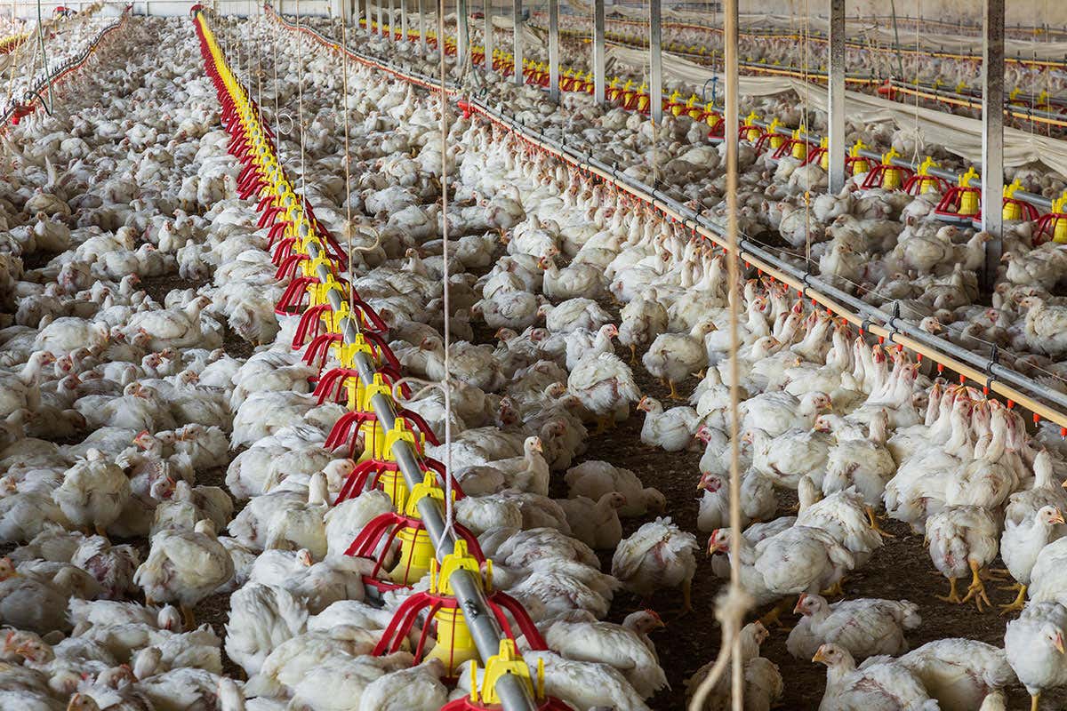 Battery-farmed chickens