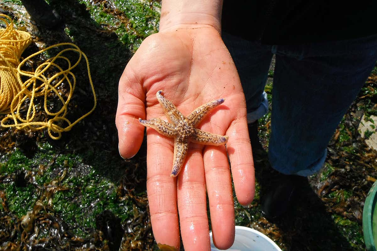 Hand holds a starfish