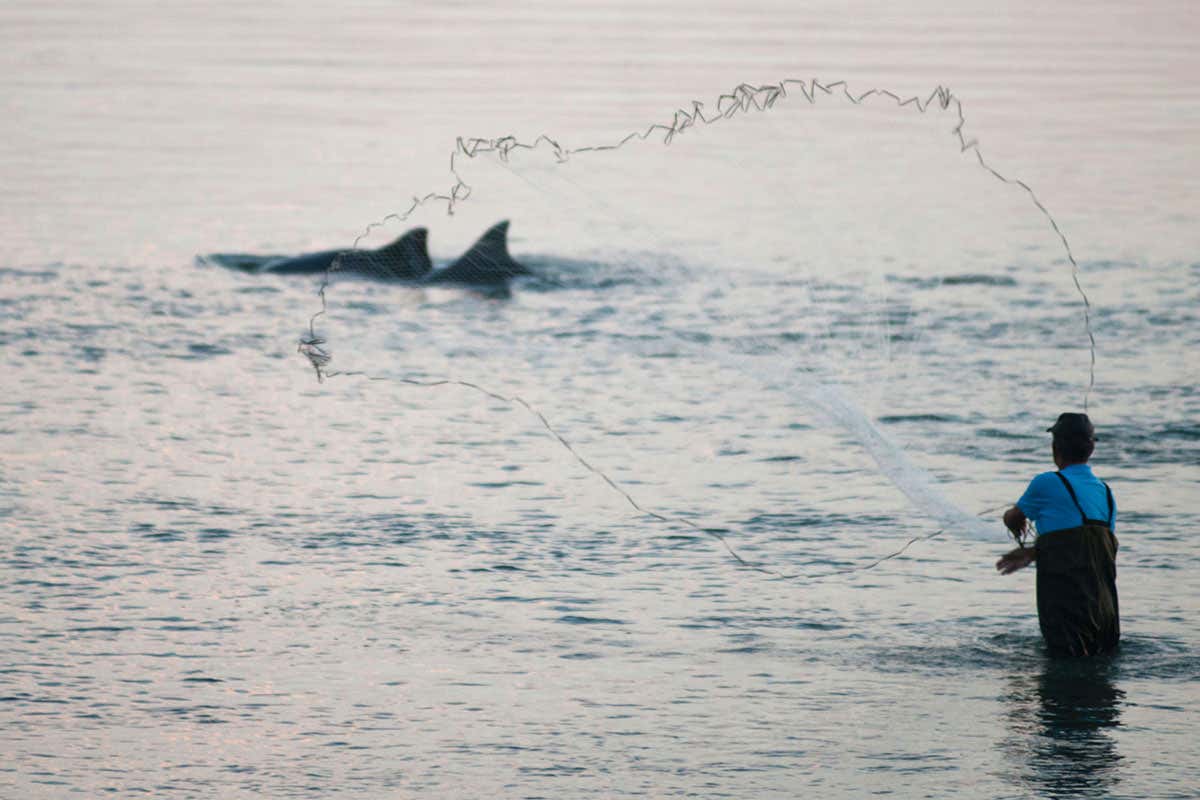 Brazilian fisherman casting net with dolphins in background