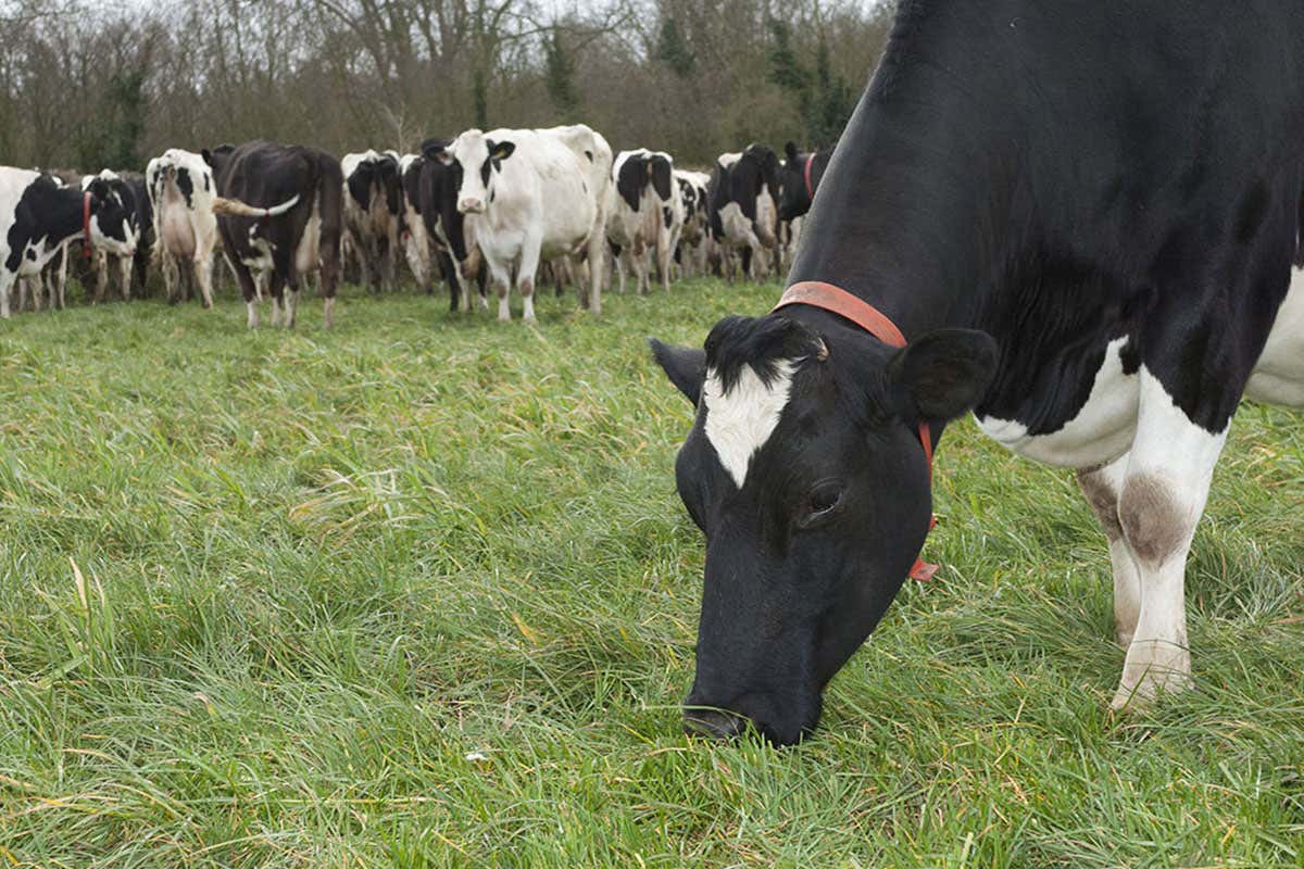 Grass-fed beef is bad for the planet and causes climate change