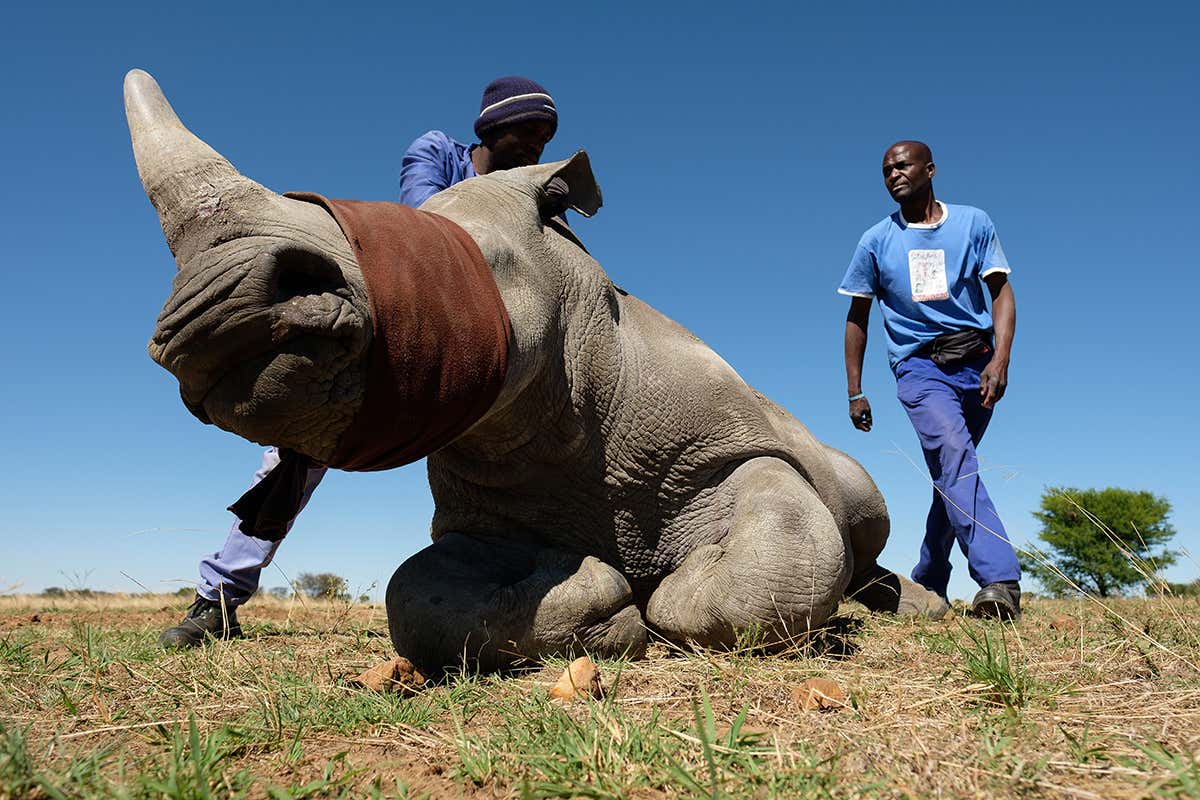 A legal trade in rhino horn could be twice as big as illegal one