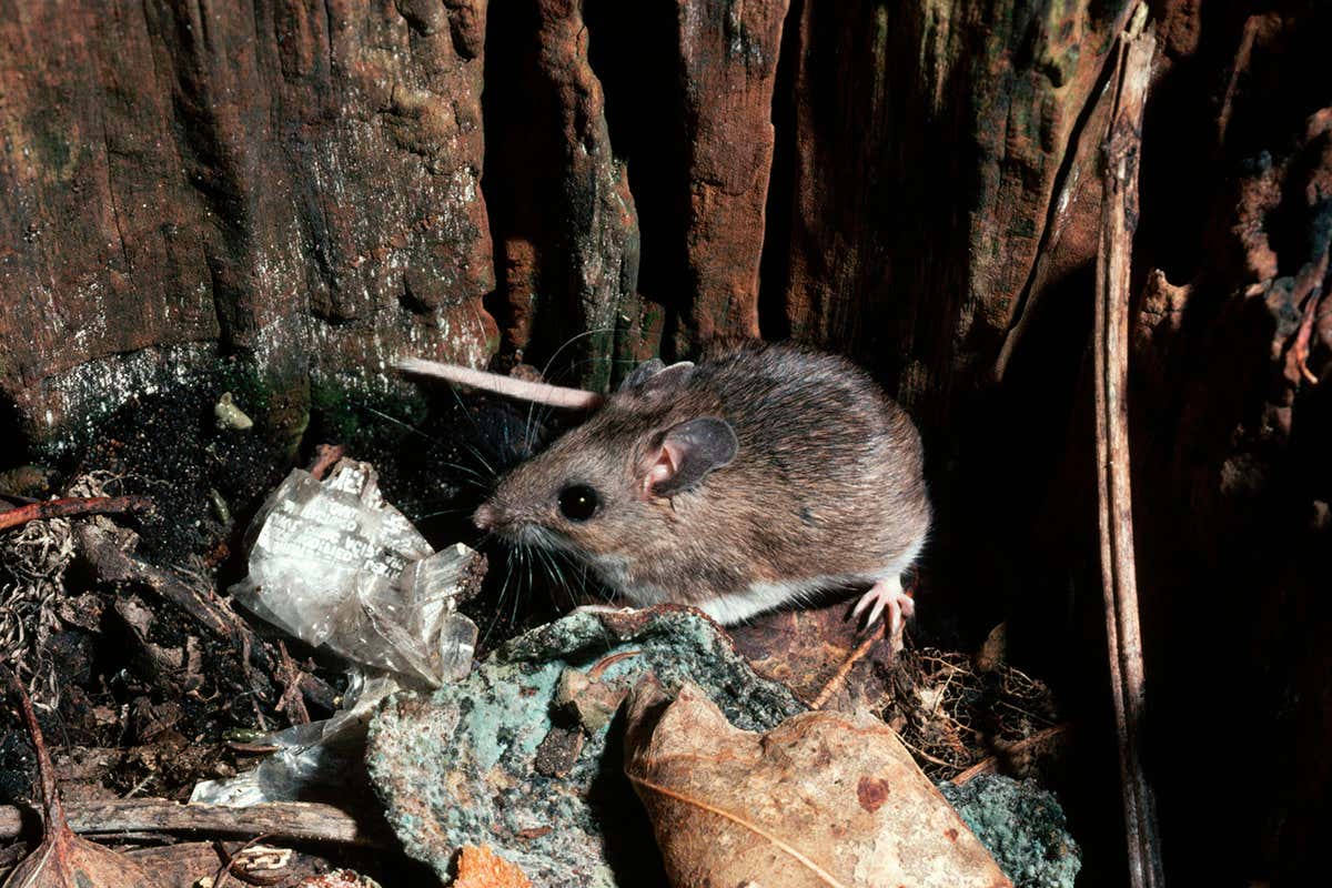 White-footed mouse