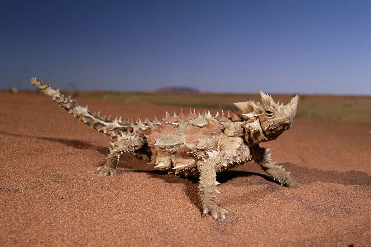 Thorny Devil (Moloch horridus) in the desert near Ayers Rock, Uluru-Kata Tjuta National Park, Australia