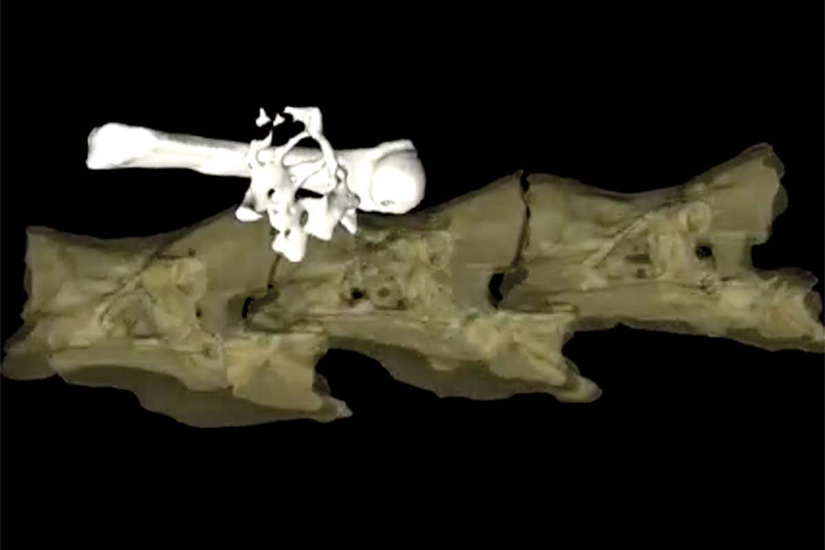 Perfectly preserved fossil salamander even has last meal in gut