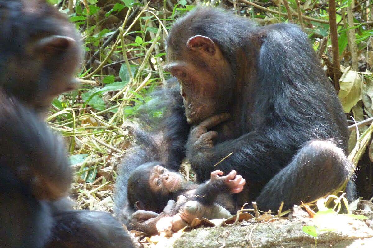 The mother chimp in the story holds an infant she subequently had