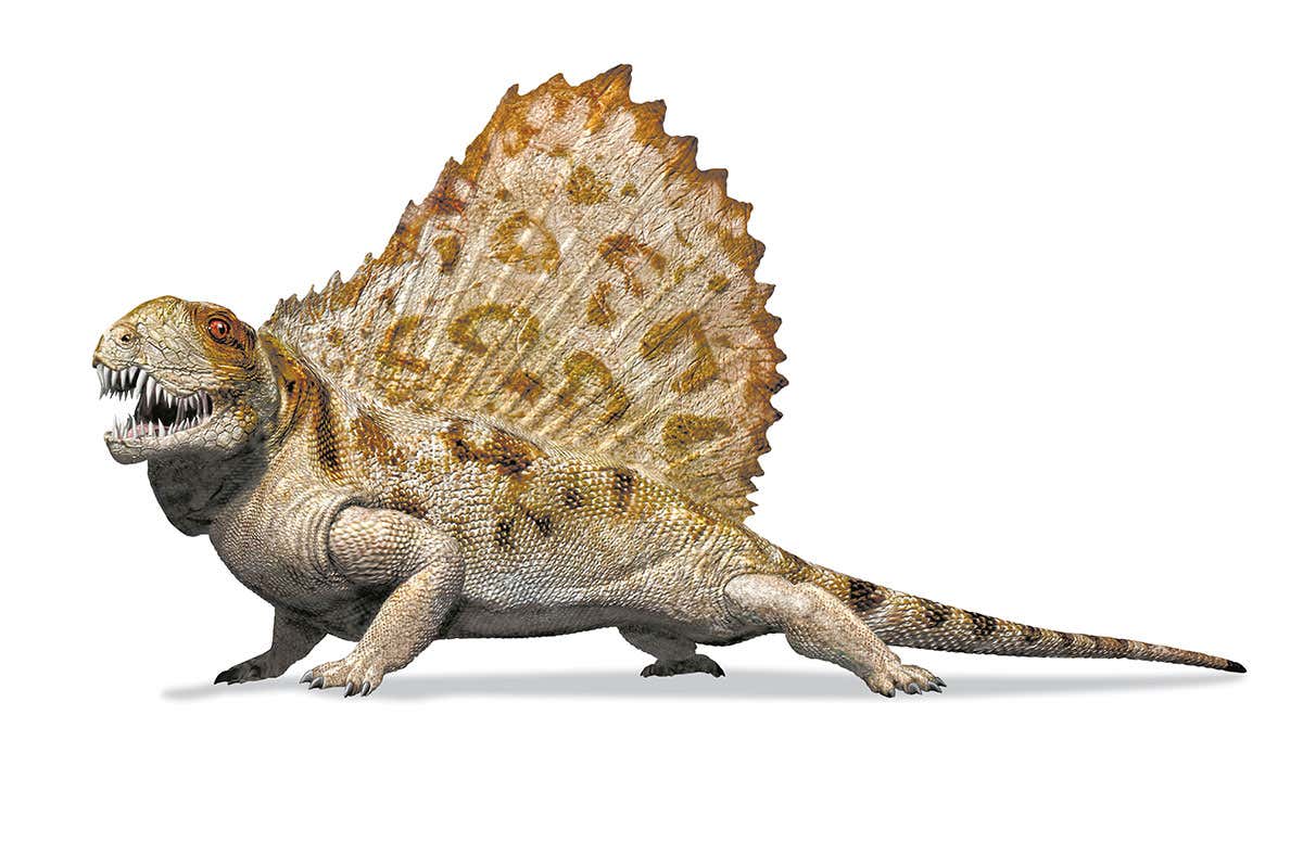 Dimetrodon