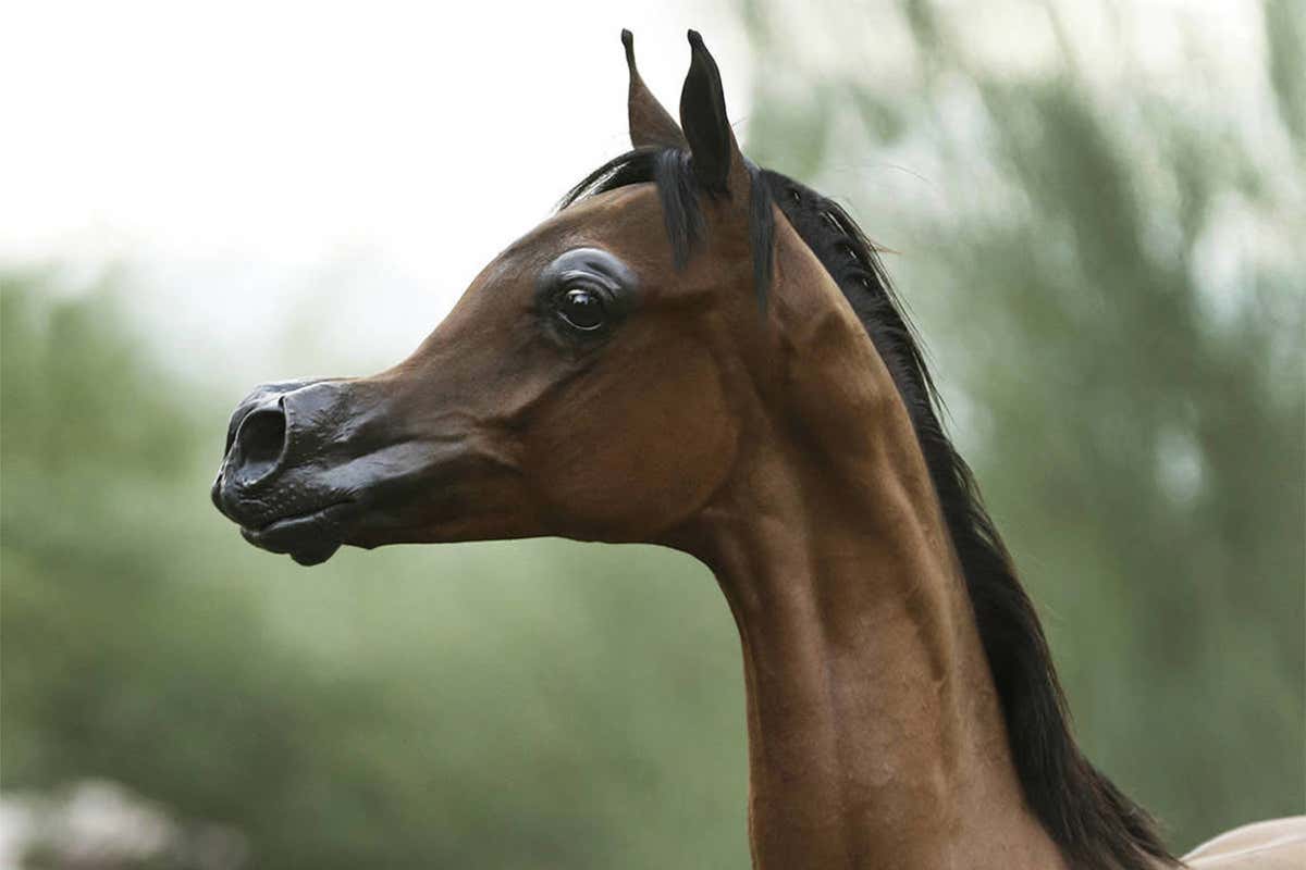 Horses bred to look like cartoons are part of a worrying trend