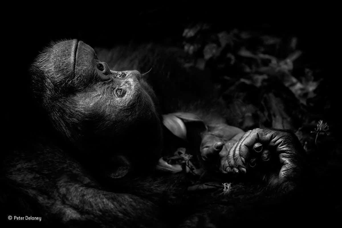 "Contemplation": Winner 2017, Animal Portraits.