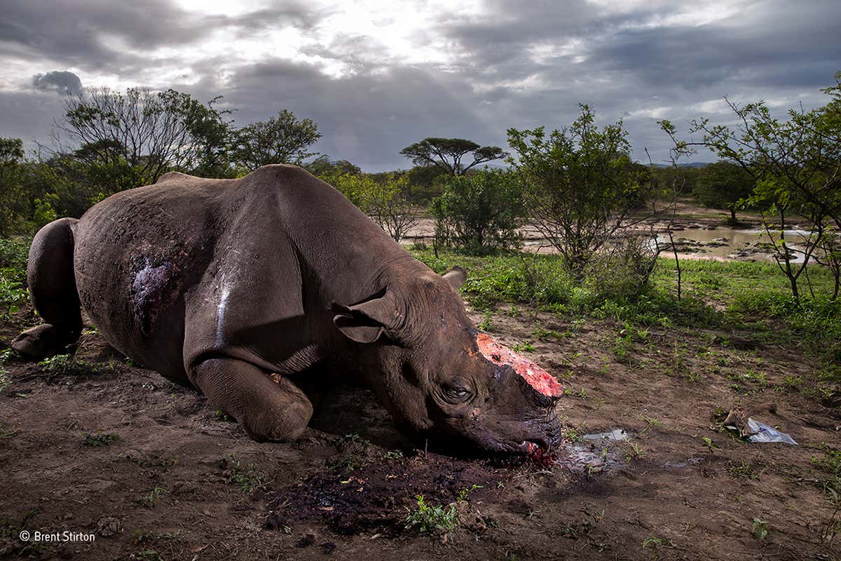 Butchery of a black rhino wins Wildlife Photographer award