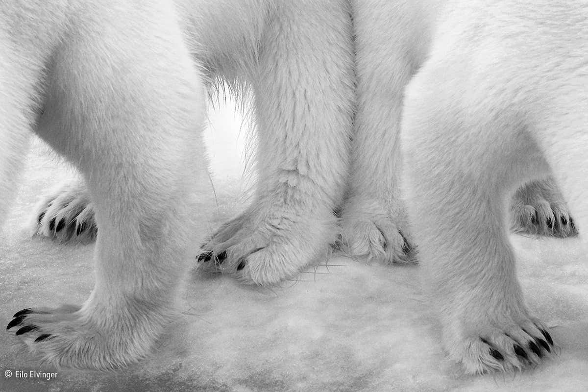 "Polar pas de deux": Winner 2017, Black and white
