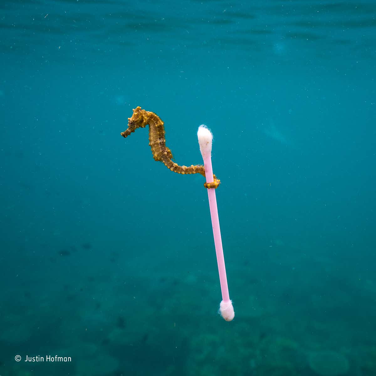 "Sewage surfer": Finalist 2017, The Wildlife Photojournalist Award: Single Image
