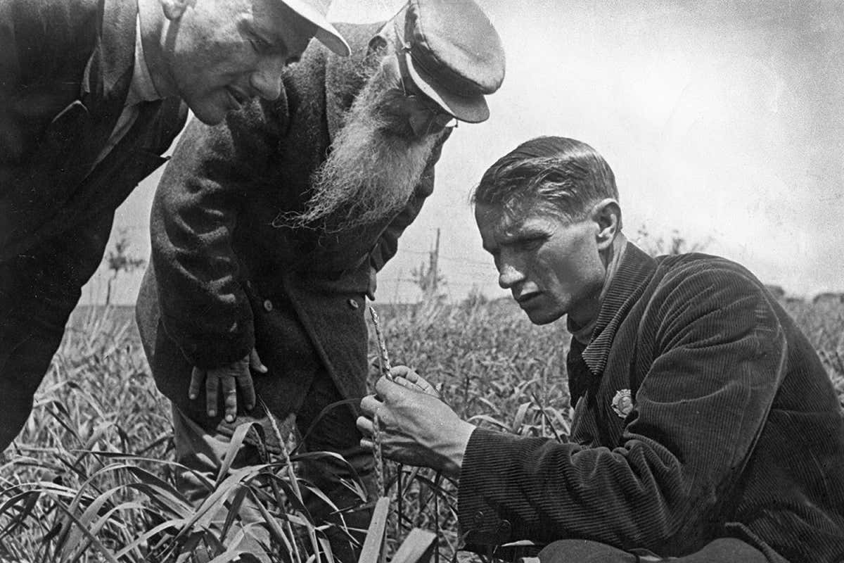 Trofim Lysenko measures wheat growth
