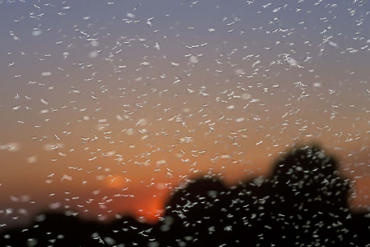 A cloud of flying insects