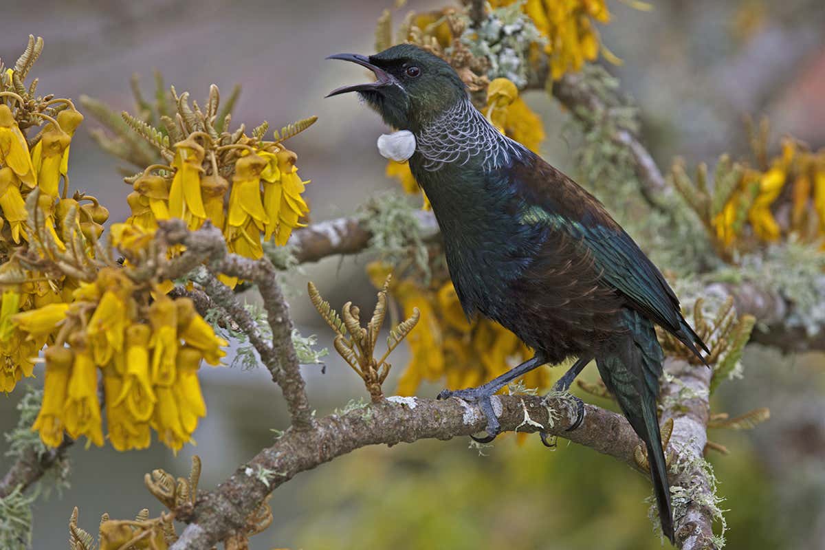 A tui singing in a tree