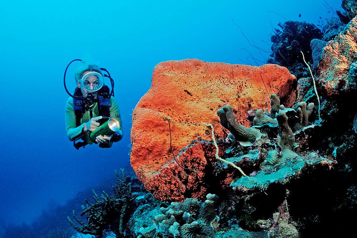 Orange coral on a reef