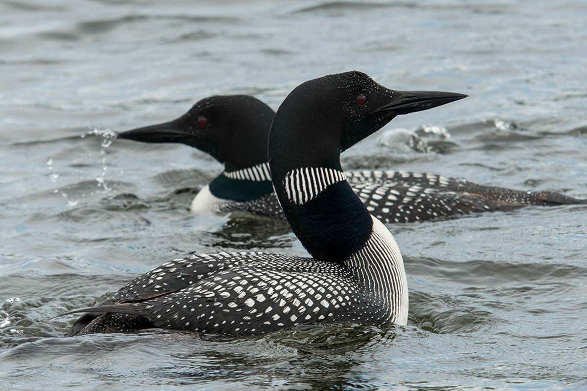 Geese-like birds seem to have survived the dinosaur extinction