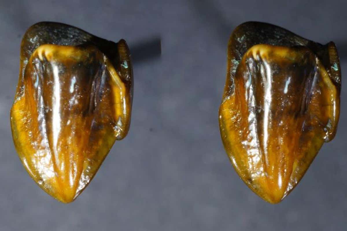 What the controversial ‘human’ teeth fossils really tell us