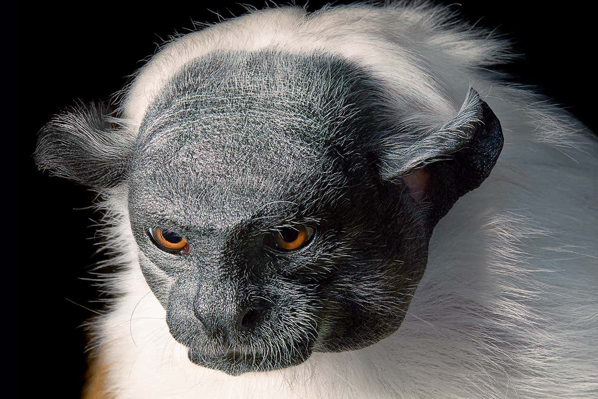 pied tamarin
