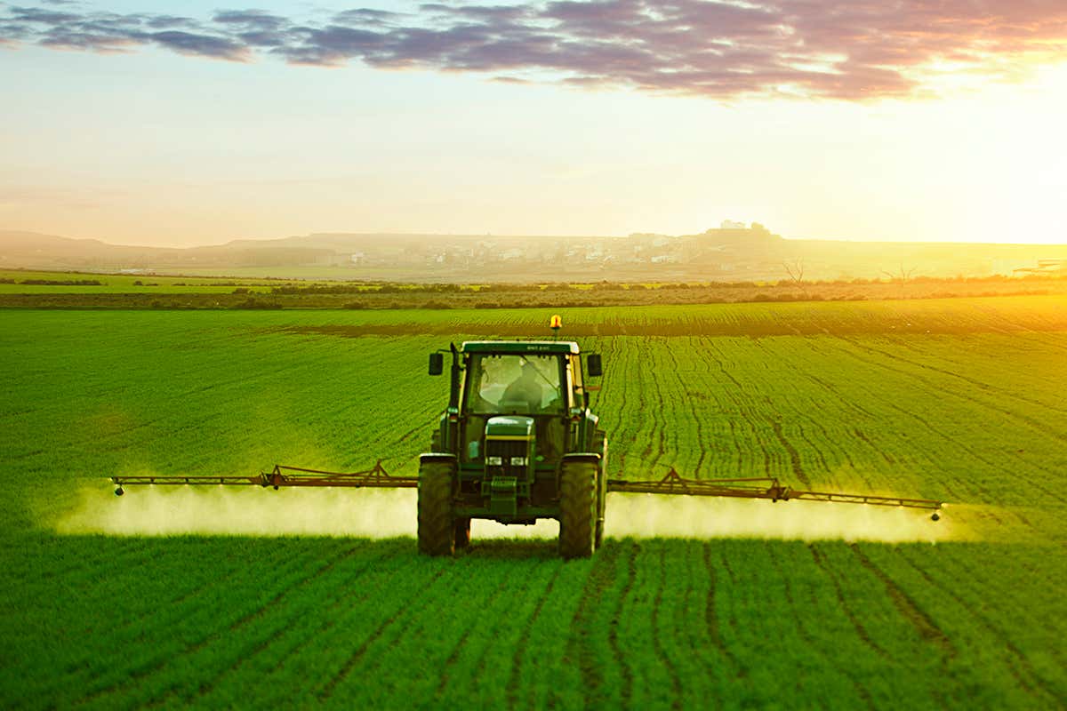 Field of wheat being sprayed