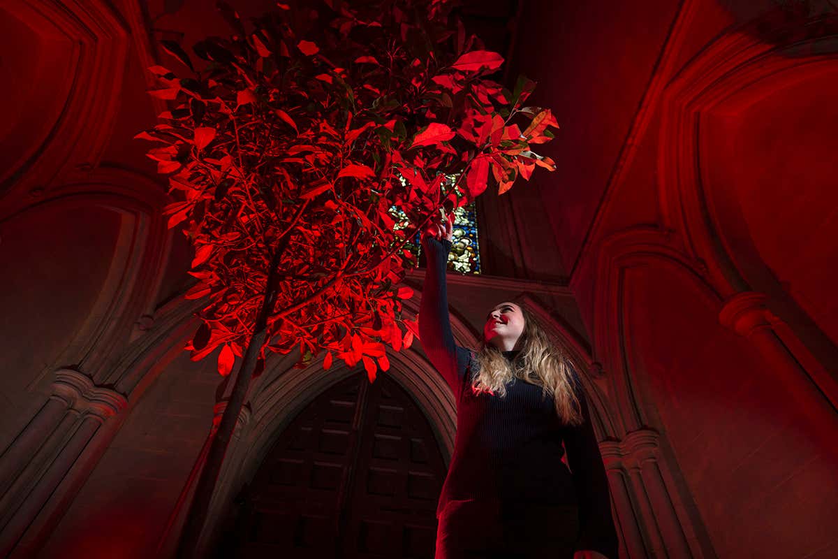 Phonofolium et Lux by Scenocosme