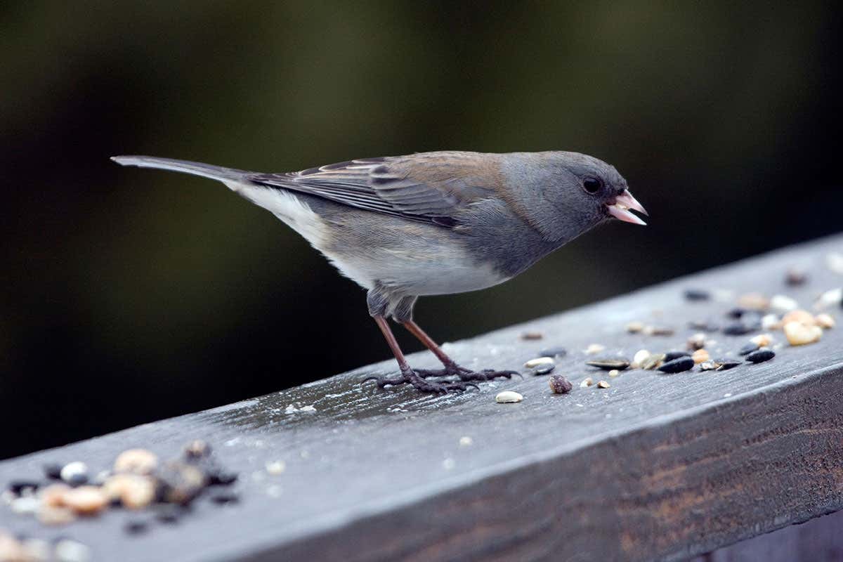 Dark-eyed junco