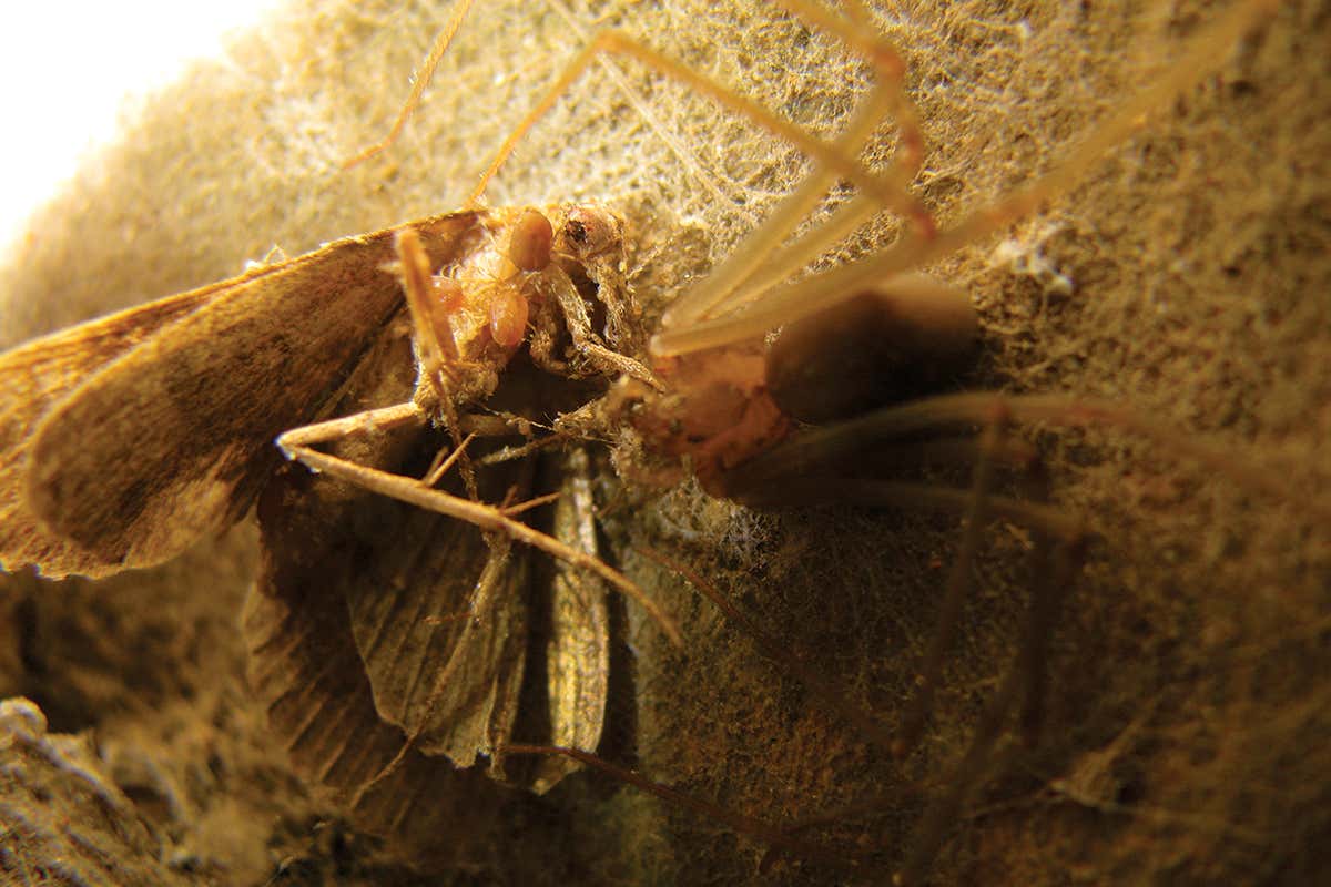 Freeloading mites are squatting on spider webs and stealing food