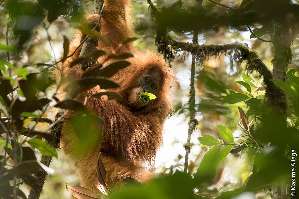 There is a third species of orangutan and somehow nobody noticed