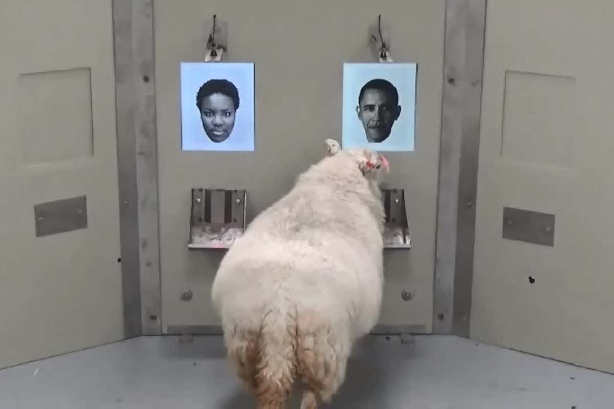 New Scientist. Science news and long reads from expert journalists, covering developments in science, technology, health and the environment on the website and the magazine.