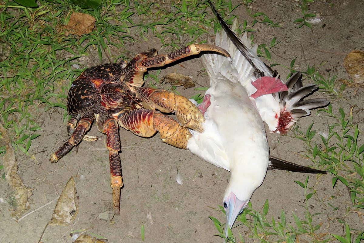 Crab eating bird