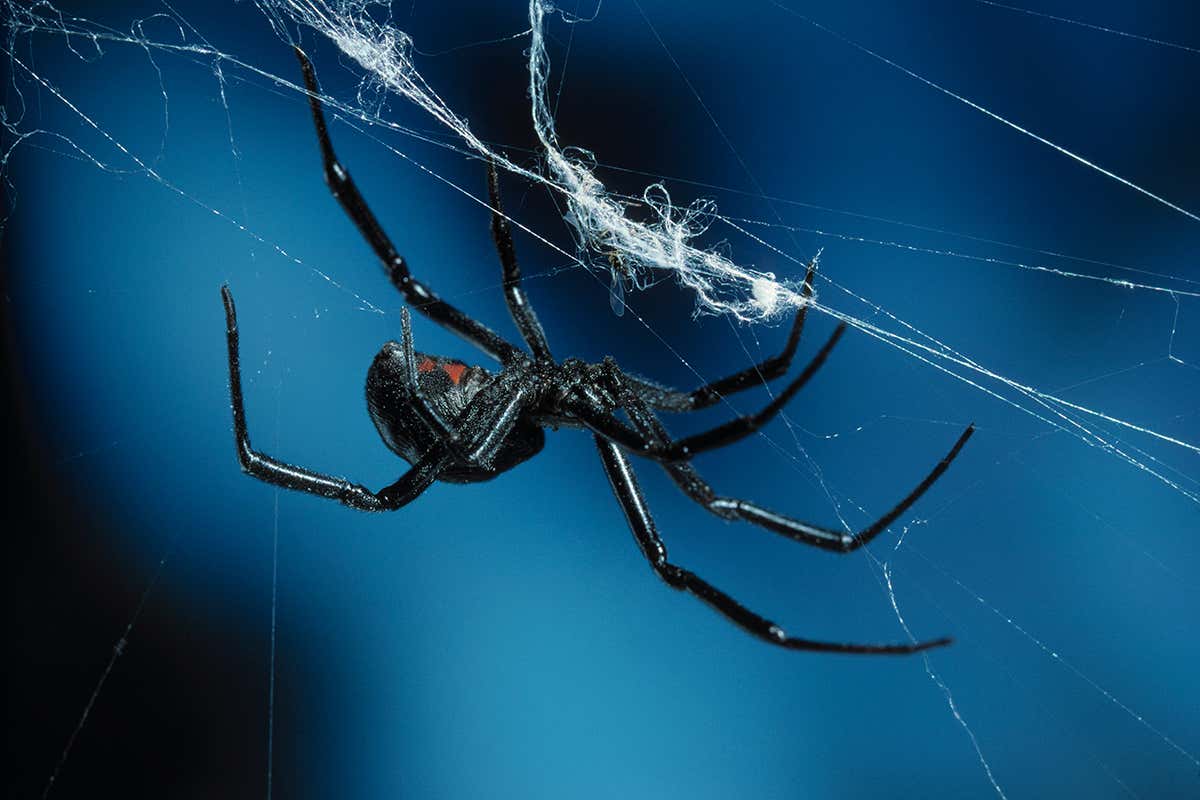 Spiders reset body clocks to avoid 5-hour jet-lag every day
