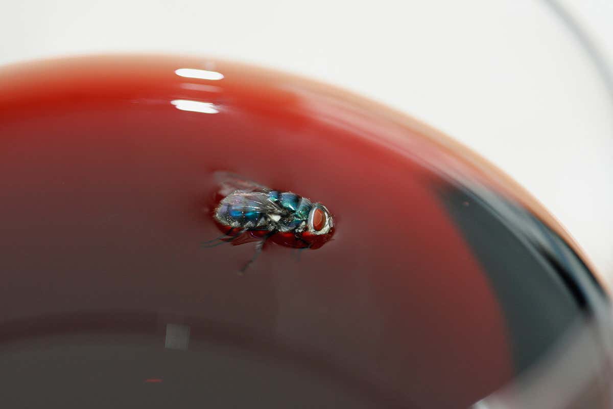 A fly in a glass of wine