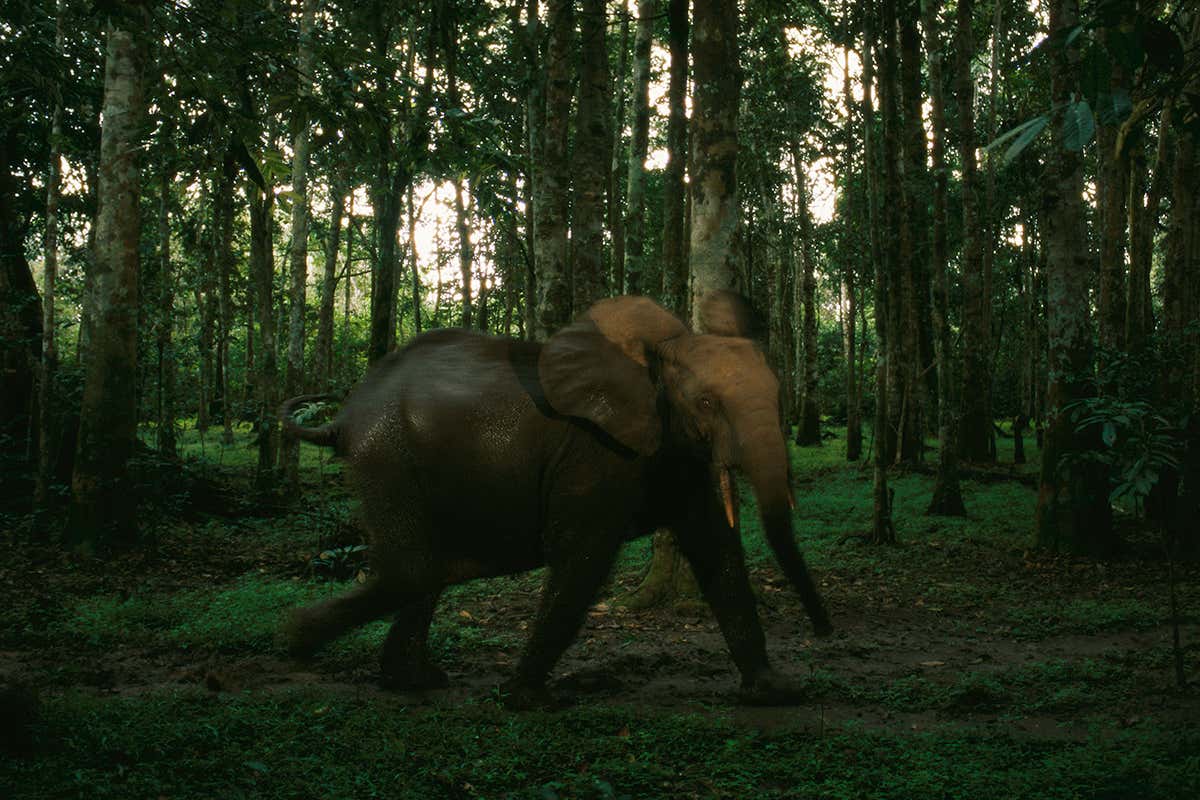 An African forest elephant in a woodland setting in Loango National Park, Gabon.