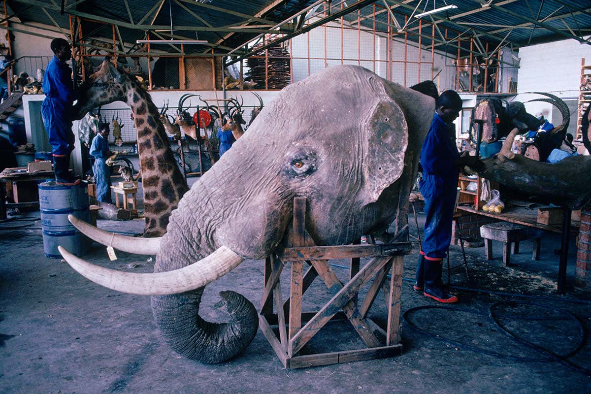 Trump to let Americans import ivory and hunting trophies again