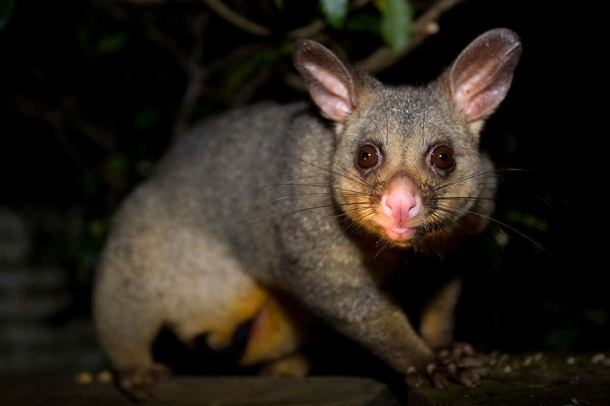 Possum against a dark background