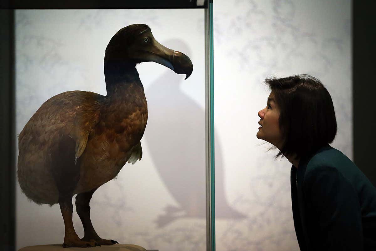 woman looks at a dodo