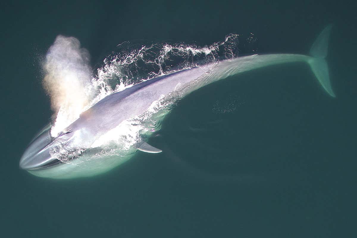 New Scientist. Science news and long reads from expert journalists, covering developments in science, technology, health and the environment on the website and the magazine.