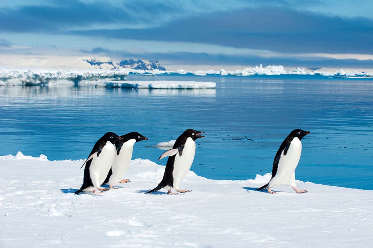 Adelie penguins