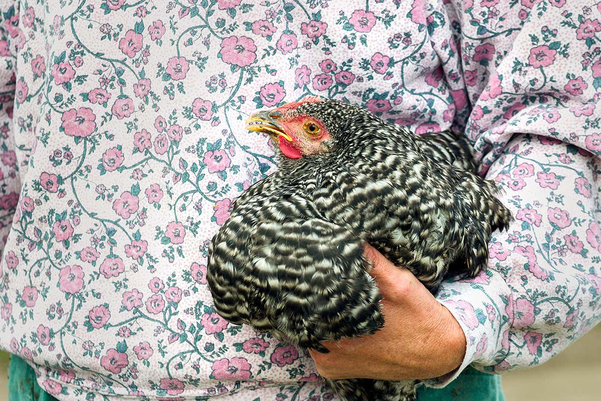 A chicken under a person's arm