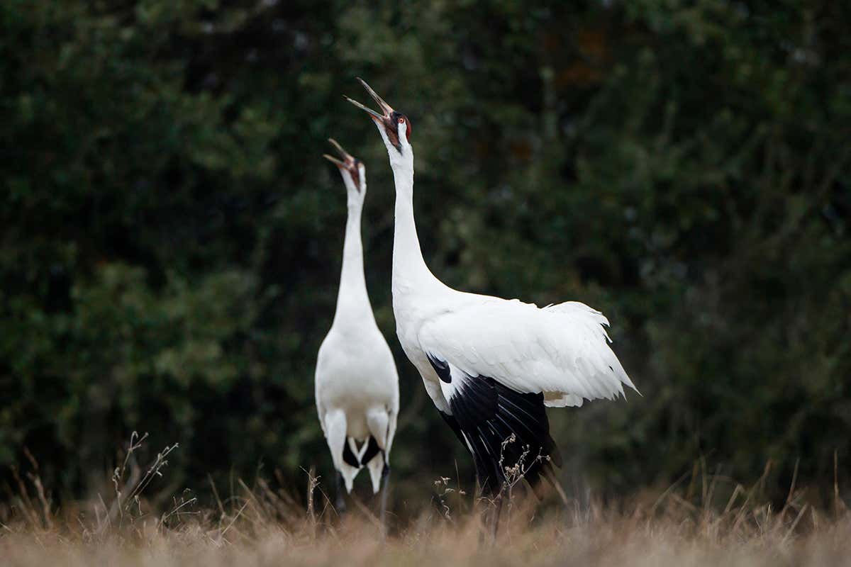 Birds have childhood sweethearts that they stay with as adults