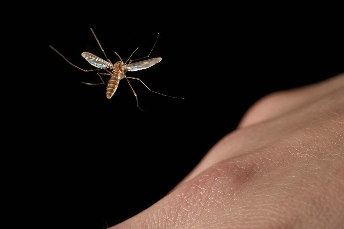 a mosquito about to land on skin