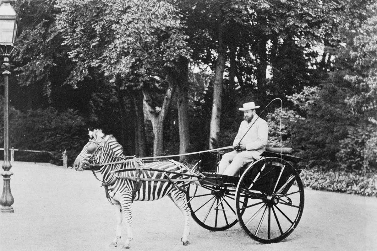 zebra carriage