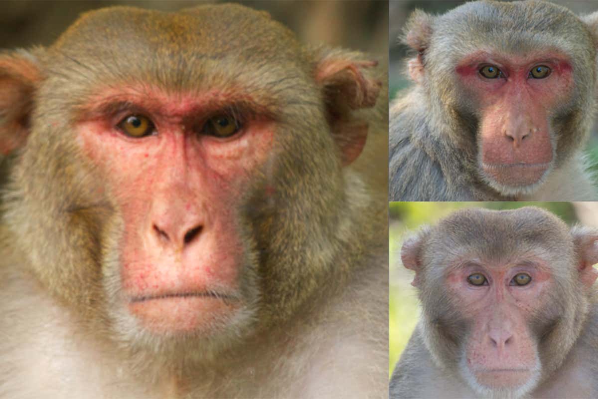 Why do female monkeys spend so long looking at rugged males?