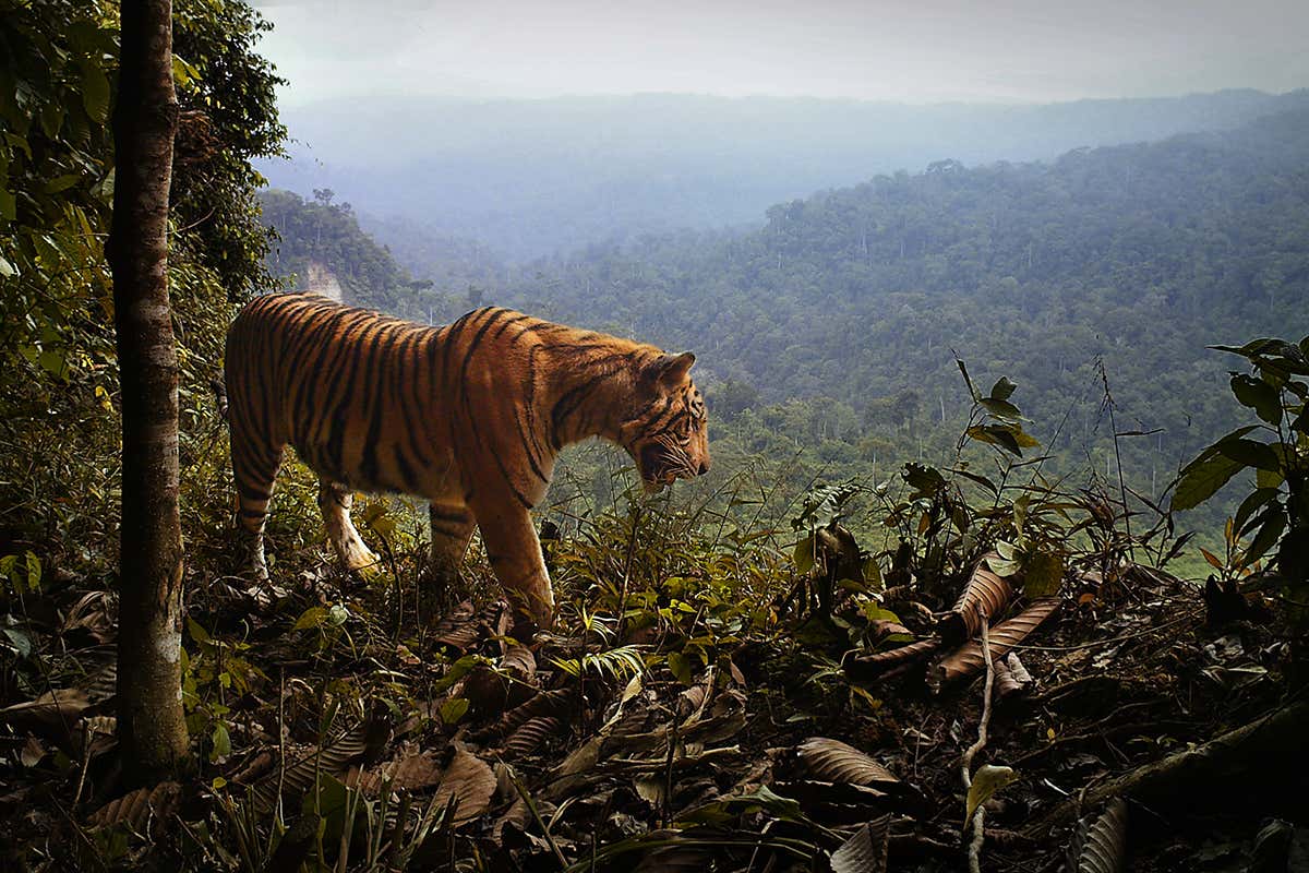 Sumatran tigers fall 17 per cent and have just two strongholds