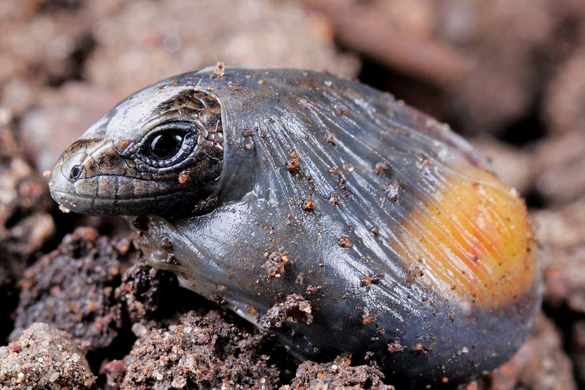 New Scientist. Science news and long reads from expert journalists, covering developments in science, technology, health and the environment on the website and the magazine.