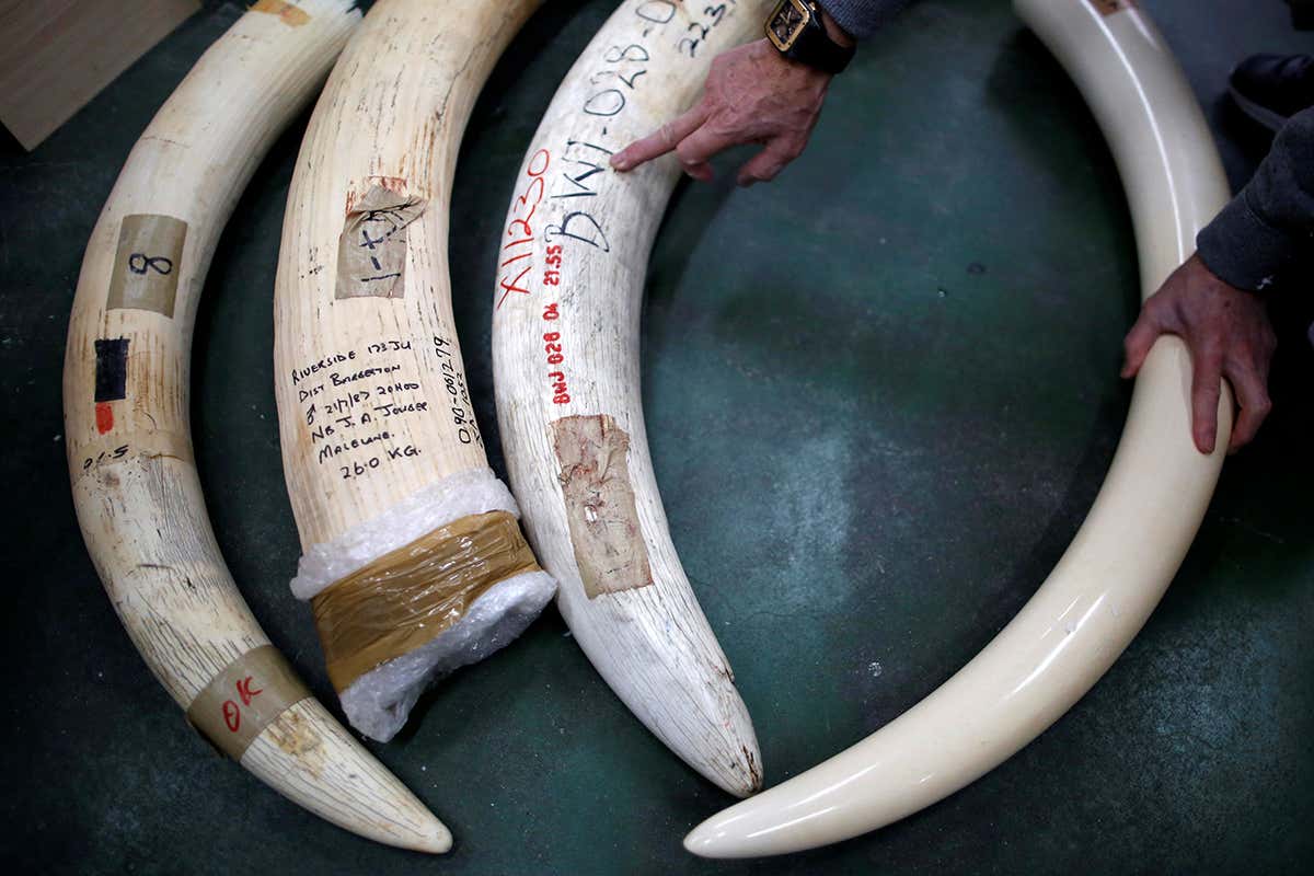Japan’s refusal to stop ivory trade undermines bans elsewhere