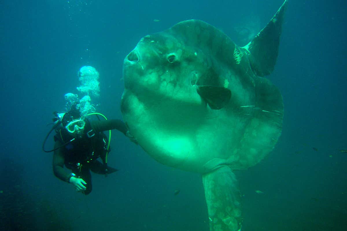 Record-breaking two-tonne fish is the heaviest of its kind