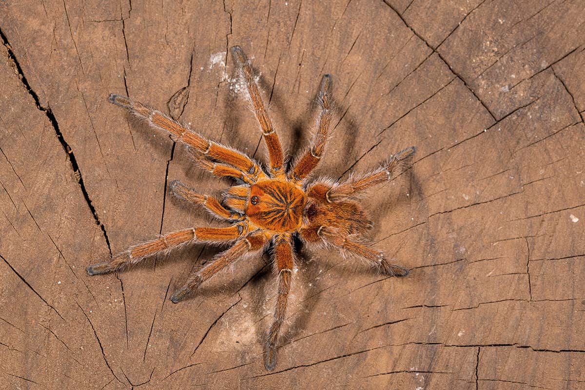 'Scary' spider photos on Facebook are revealing new species