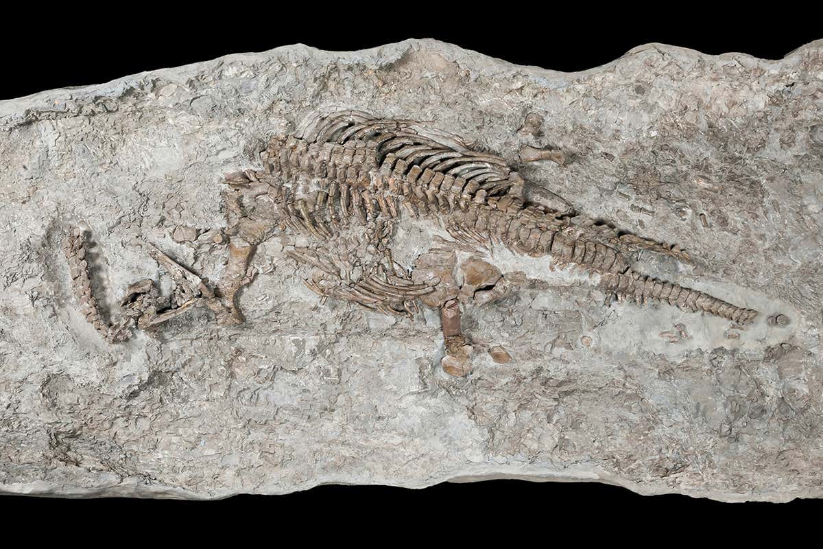 This is the oldest fossil of a plesiosaur from the dinosaur era